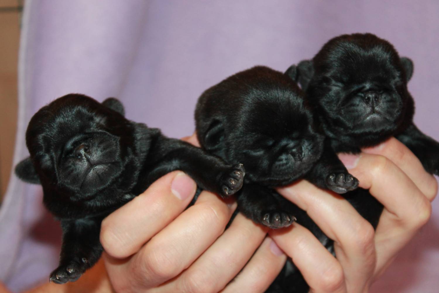 Черные мопсы щенки новорождённые